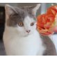 Bogart, Britisch Kurzhaarkatze - Kater