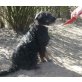 Bogi, Schnauzermix, ca. 1 J. alt, Schnauzer-Mix - Hündin