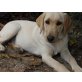 Bohóc, Labrador Retriever - Hündin