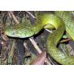 Boiga cyanea - weiblich