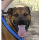 Bojan, Rottweiler-Labrador Mix - Rüde