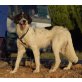 Bolet, Setter  - Rüde