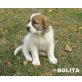 Bolita, Mischling Welpen - Hündin
