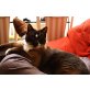 Bolita, süße Snowshoe, Snowshoe - Katze