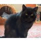 Bolle, Europäische Kurzhaarkatze - Kater