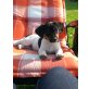 Bolle, Jack Russell Rüde - Rüde