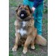 Bolle, Leonberger*Berner Sennen - Rüde