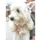 Bolle, West Highland White Terrier - Rüde