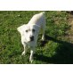 Bolo, Labrador Retriever - Rüde