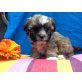 Bolonka / Shi Tzu Welpen - Hündin