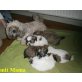 Bolonka - Shih Tzu Welpen - Rüde