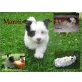 Bolonka Zwetna, Biewer Yorkie, Papillon Welpen - Rüde
