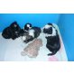 Bolonka zwetna Shi Tzu Welpen - Hündin