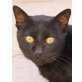 Bombón, verschmuster Kater hofft auf ein Wunder - Kater
