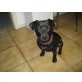 Bomba, Patterdale-Terrier - Rüde