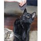Bombay-Hauskatze - Katze