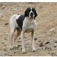 Bombay, Pointer - Rüde