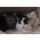 Bombi und Daxi, Hauskatze - Kater