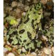Bombina orientalis