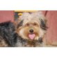 Bombom, Yorkshire Terrier - Hündin