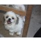 Bommel, Shih Tzu - Rüde