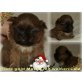 Bommel, Shih Tzu Welpen - Rüde