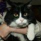 Bona, Europäische Kurzhaarkatze - Katze