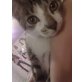 Boncuk, Europäische Kurzhaarkatze - Kater