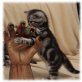 Bond, Britisch Kurzhaarkatze - Kater