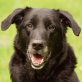 Bond, Flat-Coated Retriever Mix - Rüde