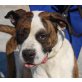Bond, dt. Boxer - weißer Schäferhund - Rüde