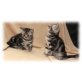 Bond und Banderos, Britisch Kurzhaarkatze - Kater