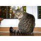 Boney M. vom Zarentiger, Britisch Kurzhaarkatze - Katze