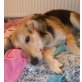 Boni-toller Kerl sucht ein Zuhause - Rüde