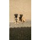 Bonie, Bullmastiff Welpen - Hündin