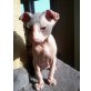 Bonifacius, Sphynx - Kater