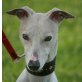 Bonifaz sucht ein liebevolles Zuhause, Whippet - Mix - Rüde