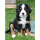 Bonita, Berner Sennenhund - Hündin