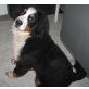 Bonita, Berner Sennenhund - Hündin