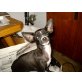 Bonita, Chihuahua kurzhaariger Schlag Welpen - Hündin