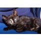 Bonita, Europäische Kurzhaarkatze - Katze