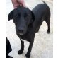Bonita, Labrador Mix - Hündin
