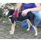 Bonito, Collie Griffon Mix Welpen - Rüde