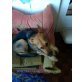 Bonni, Deutscher Schäferhund - Hündin