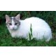 Bonni, Mischling - Katze