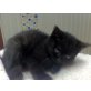 Bonnie Bijou vom Wiednertraum, Britisch Kurzhaarkatze - Katze