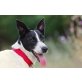 Bonnie, Border-Collie-Schäferhund-DalamatinerMischung Welpen - Hündin