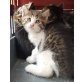 Bonnie, Europäische Kurzhaarkatze - Kater