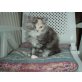 Bonnie, Perser/Ragdoll - Katze