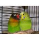 Bonnie & Sam, Wellensittich & Schwarzköpfchen - weiblich